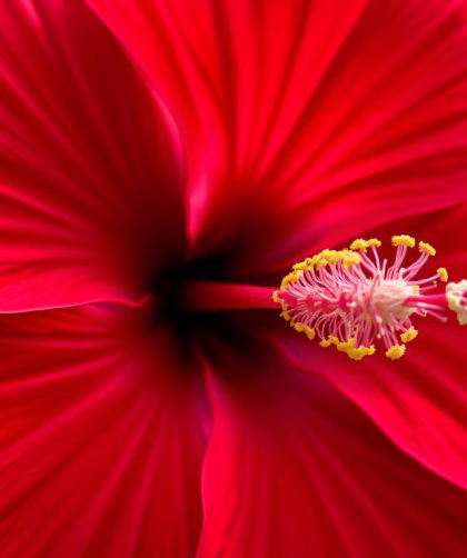 jak wygląda hibiskus